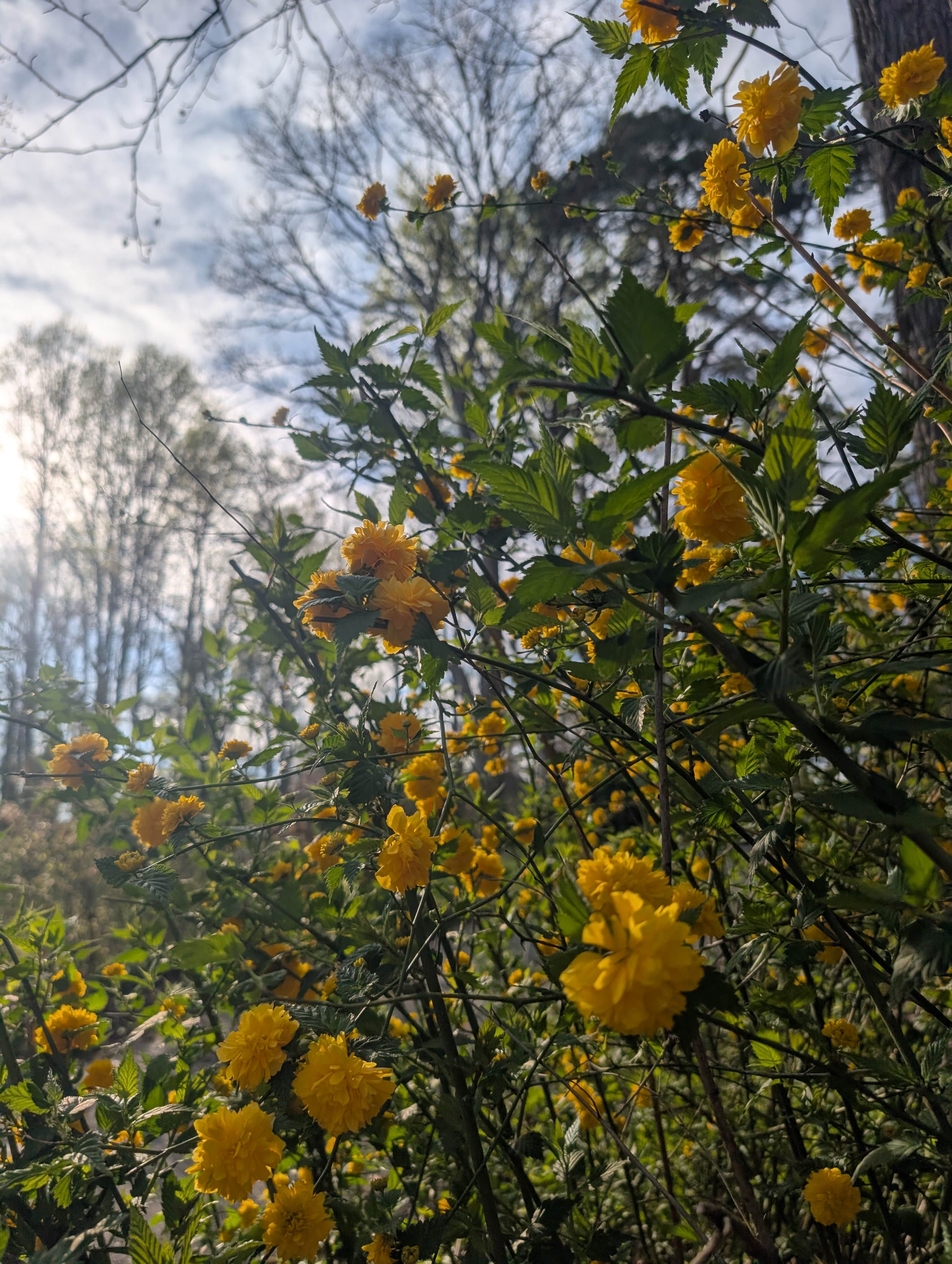 Camper-submitted photo at Moonspell Garden near Mechanicsville, VA
