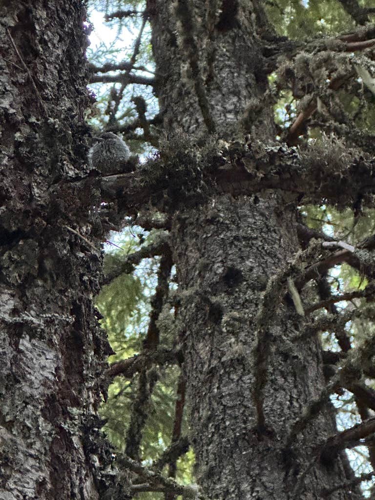 Camper-submitted photo at Timothy Lake Dispersed Camping near Mt. Hood National Forest