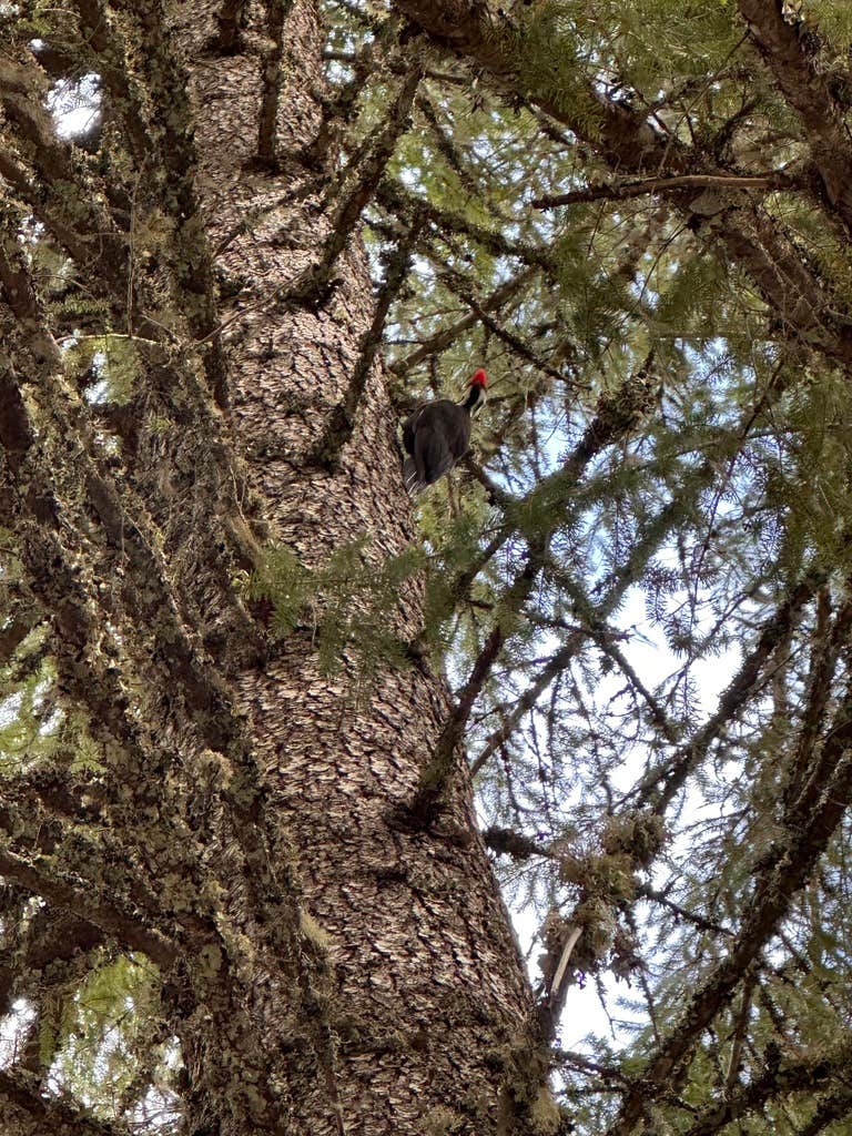Camper-submitted photo at Timothy Lake Dispersed Camping near Mt. Hood National Forest
