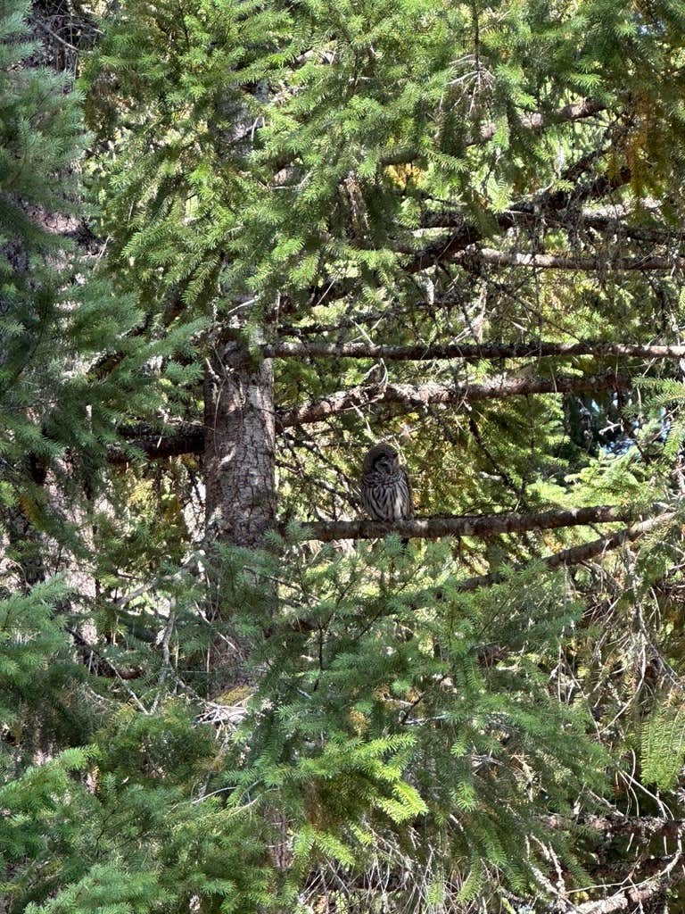 Camper-submitted photo at Timothy Lake Dispersed Camping near Mt. Hood National Forest