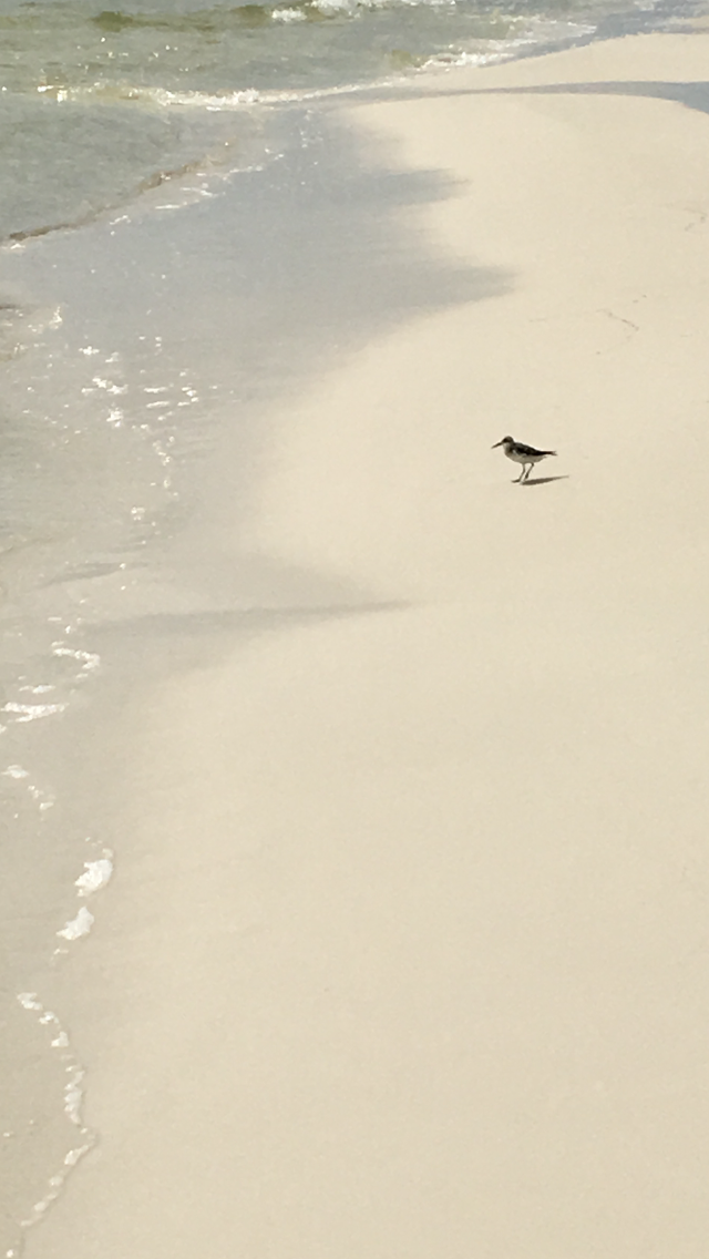 NSA Panama City FamCamp Southside Camping The Dyrt