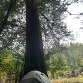 Review photo of Jedediah Smith Redwoods State Park Campground by Scott S., April 5, 2026