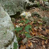 Review photo of Thousand Trails Lynchburg by Bran P., September 29, 2016