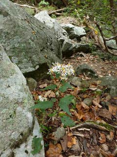 Camper submitted image from Thousand Trails Lynchburg - 2
