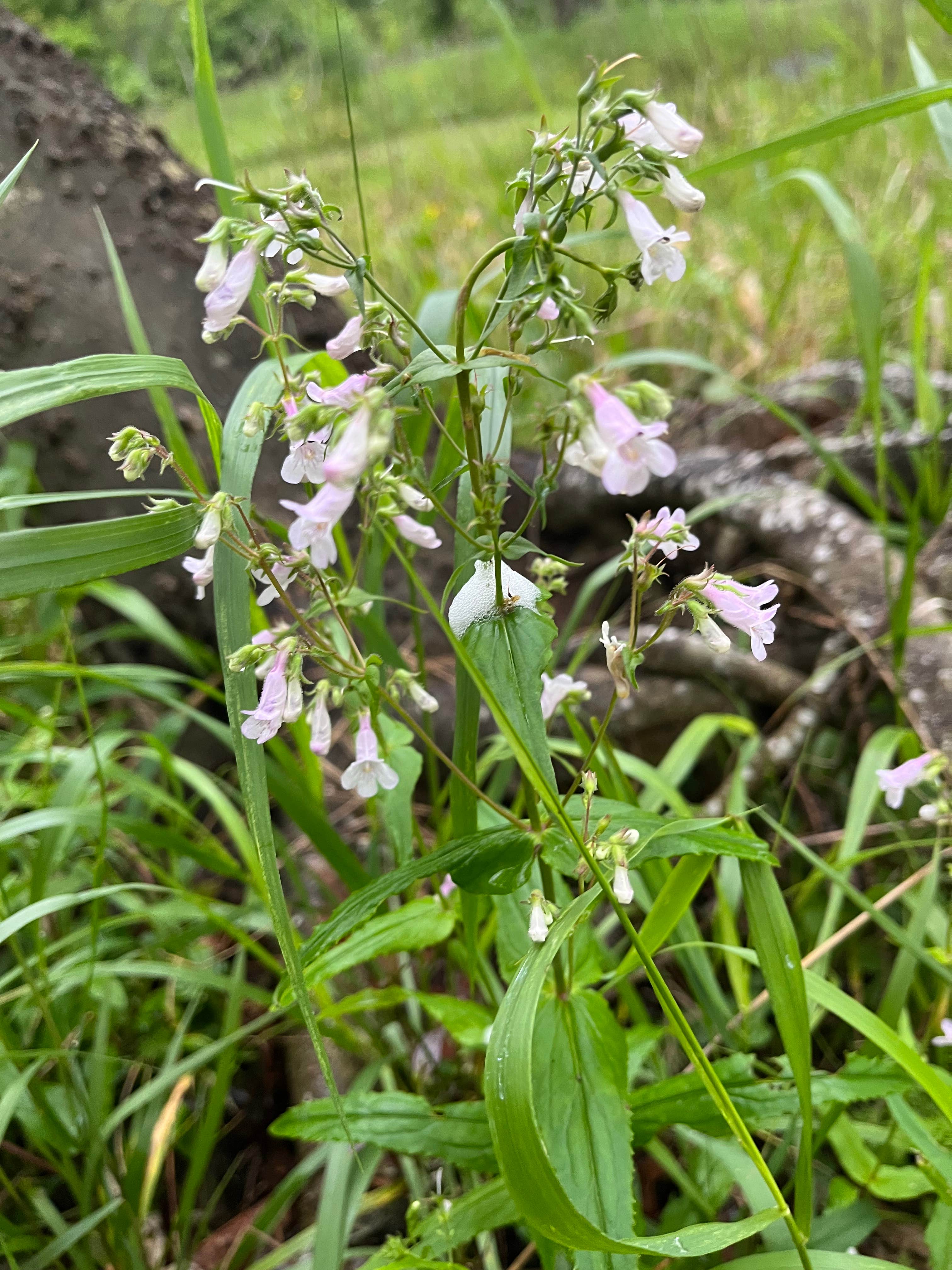 Camper-submitted photo at Iberville Landing near Baton Rouge, LA