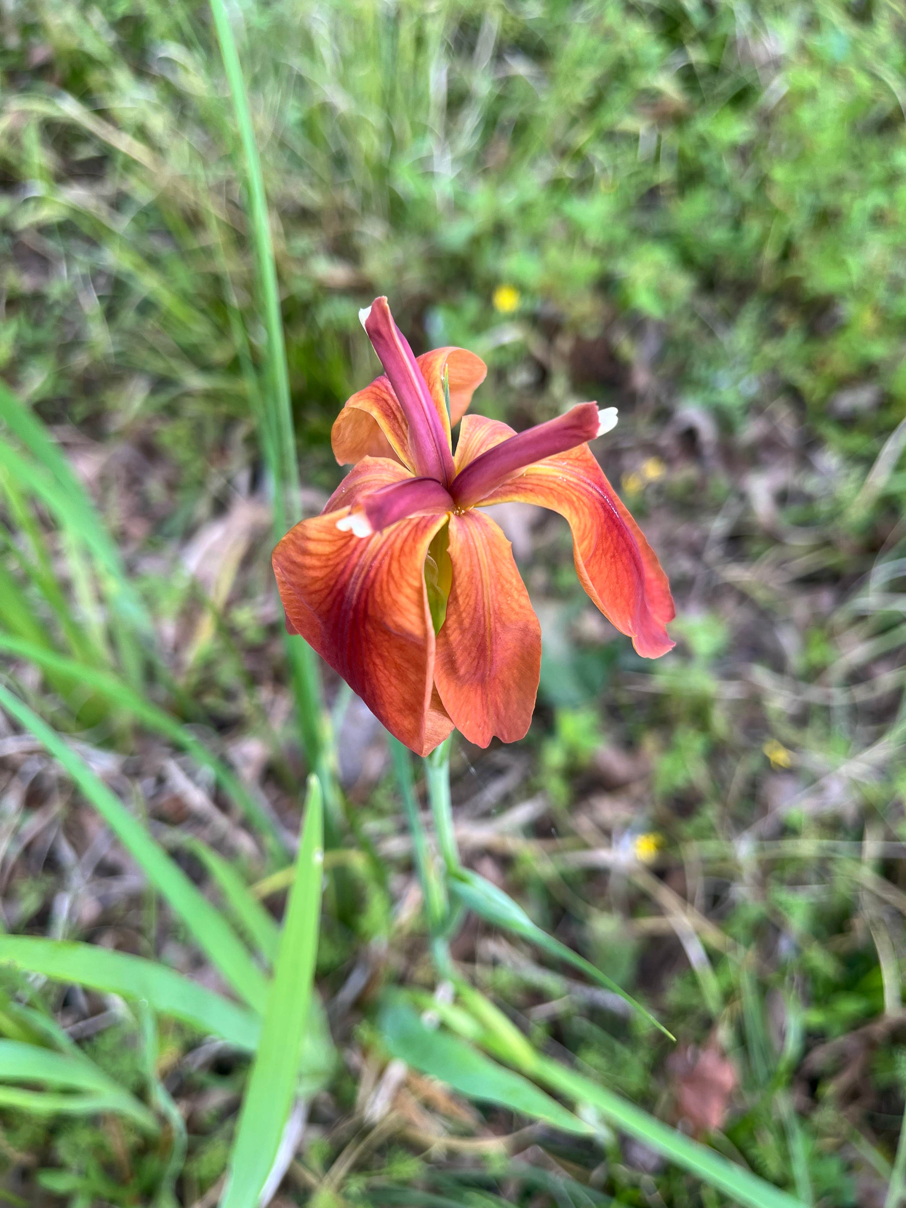 Camper-submitted photo at Iberville Landing near Baton Rouge, LA