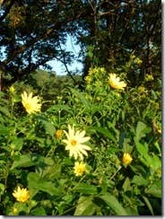 Camper-submitted photo at Branch Pond — James River State Park near Goochland, VA