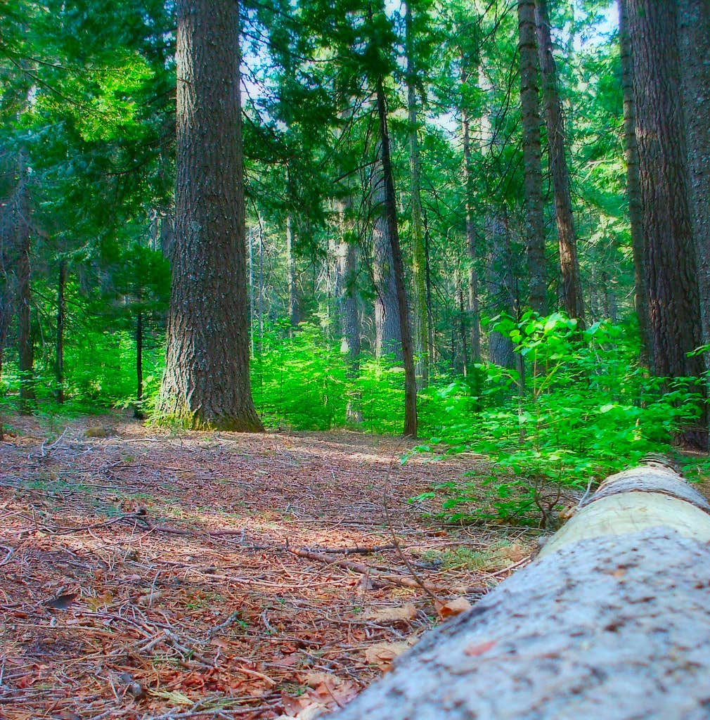 Camper submitted image from Libby Creek Spruce Campground - 2