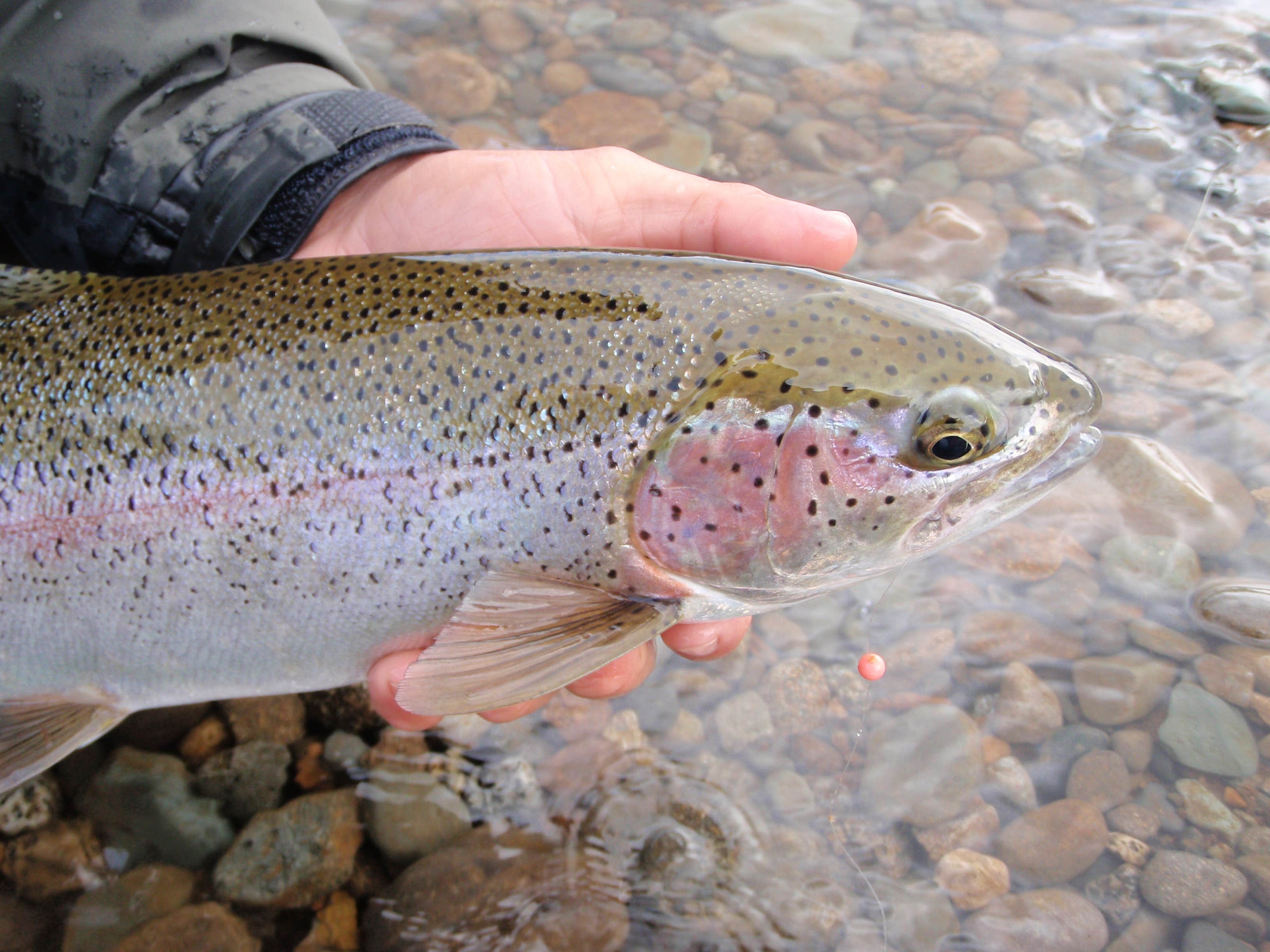 Camper submitted image from Libby Creek Spruce Campground - 5