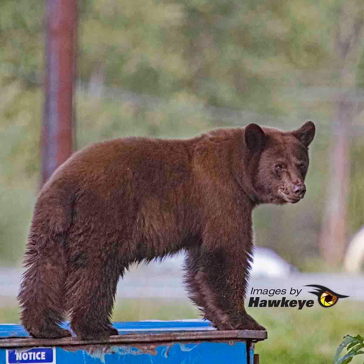 Camping near Twin Rivers Cabins & RV Park: Twin Rivers Cabins and RV Park, Antonito, Colorado