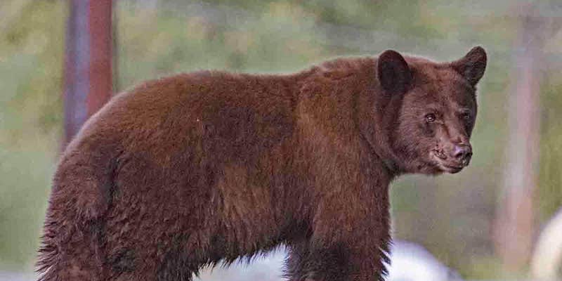 Camper submitted image from Twin Rivers Cabins and RV Park