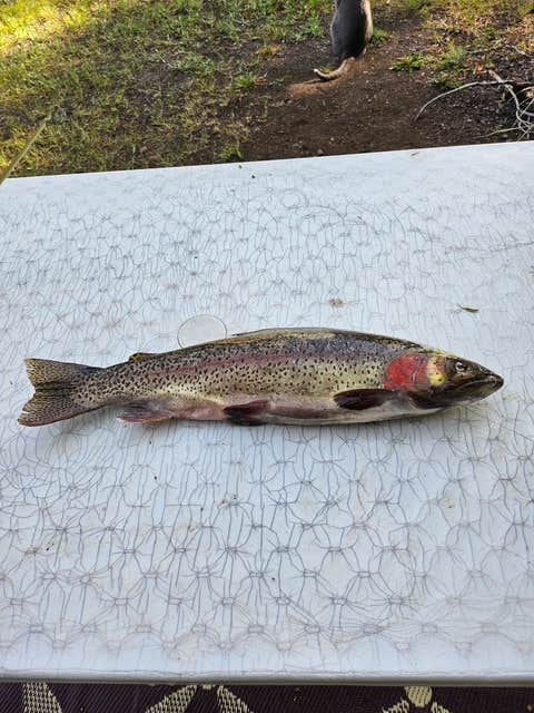 Camper-submitted photo at Twin Rivers Cabins and RV Park near Antonito, CO