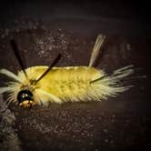 Review photo of Town Hall Road Dispersed by samantha R., April 28, 2026