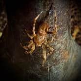 Review photo of Town Hall Road Dispersed by samantha R., April 28, 2026