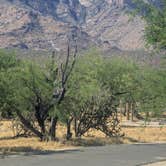 Review photo of Catalina State Park Campground by April H., April 28, 2026