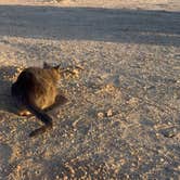 Review photo of BLM Dispersed Camping at Joshua Tree by Ryan J., April 30, 2026