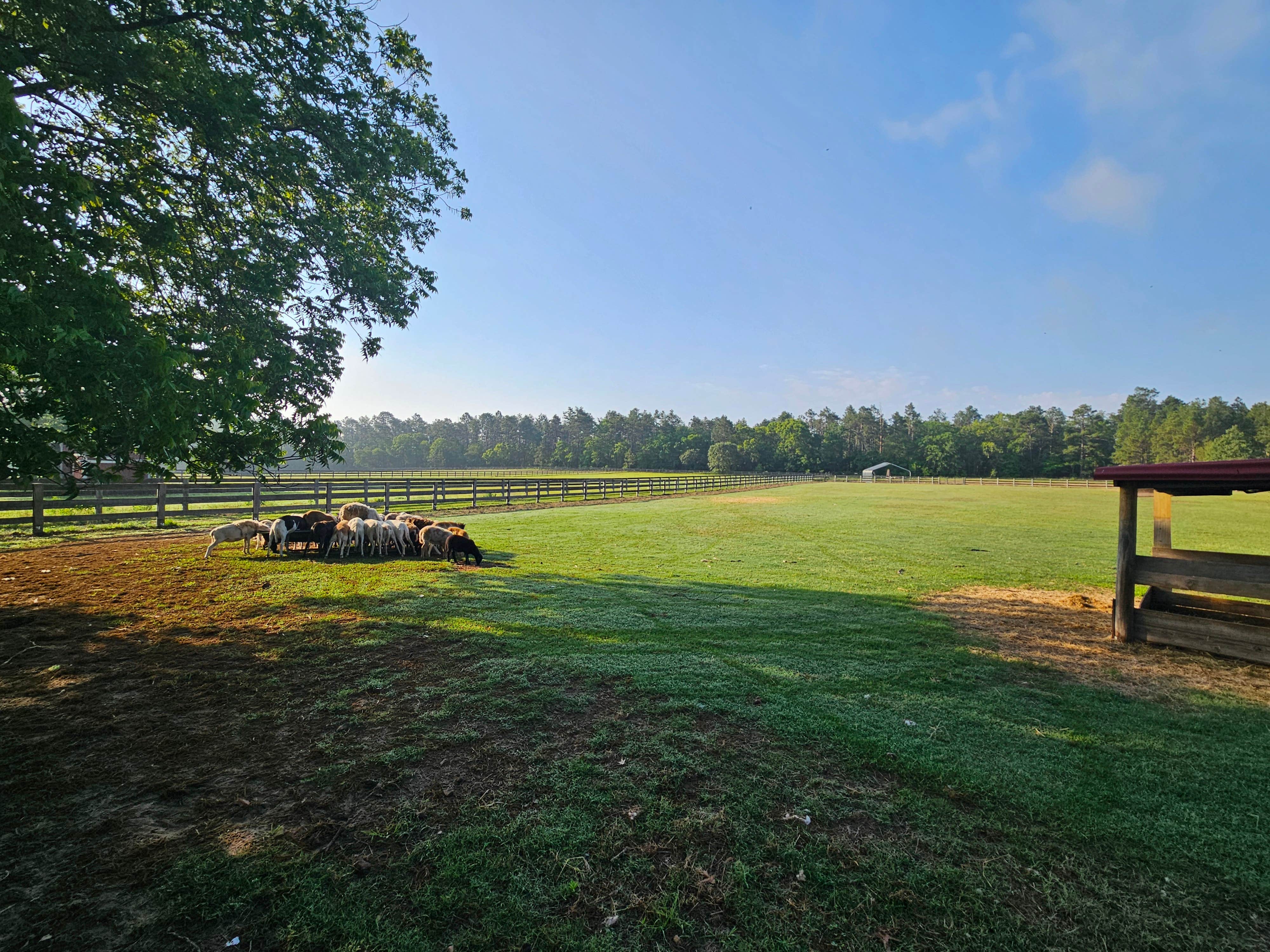 Camper-submitted photo at Whistling H Farms near Southern Pines, NC