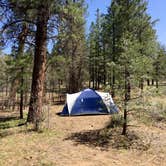 Review photo of Tusayan-Montane — Grand Canyon National Park by Sarah L., September 29, 2016