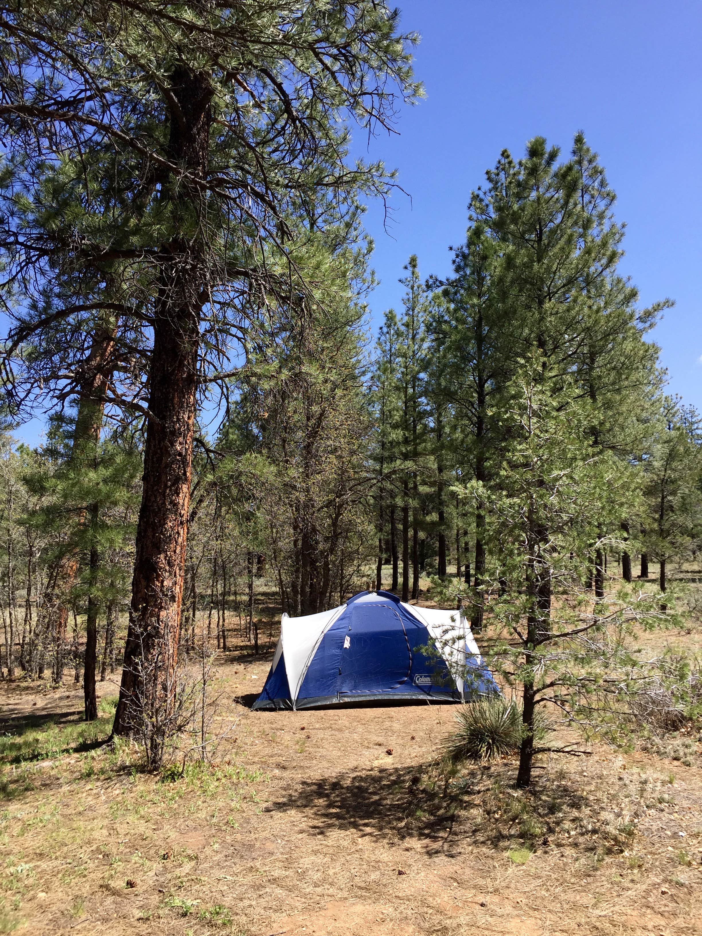 Camper submitted image from Tusayan-Montane — Grand Canyon National Park - 3