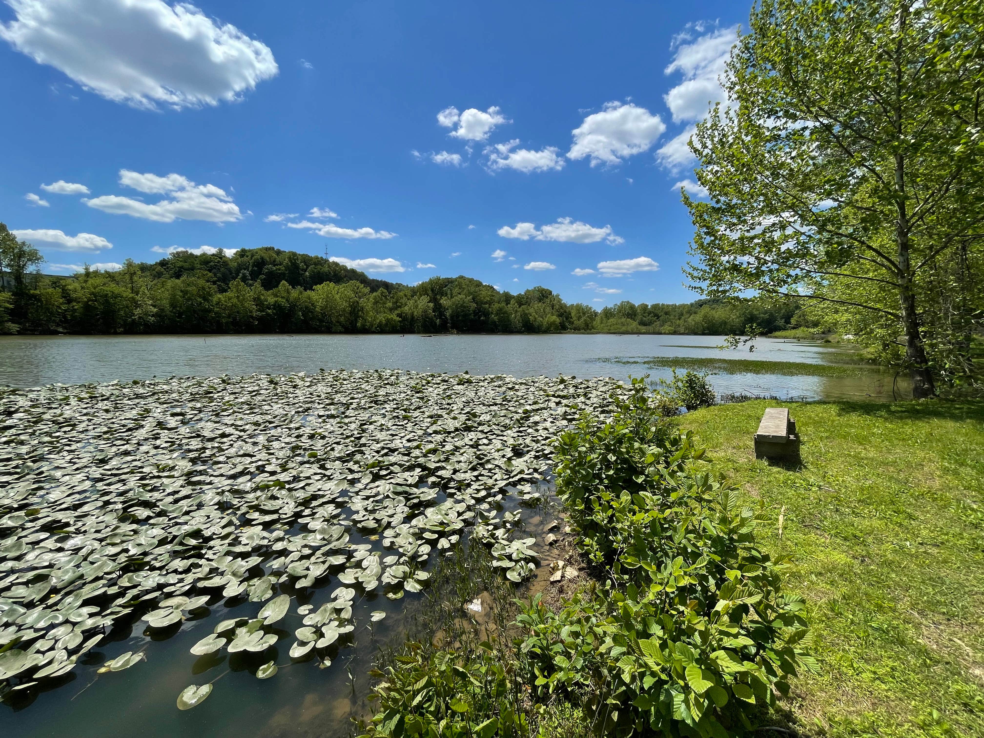Camping near Dragonfly Outdoor Adventures: Rock Bottom Point, Greenup, Kentucky