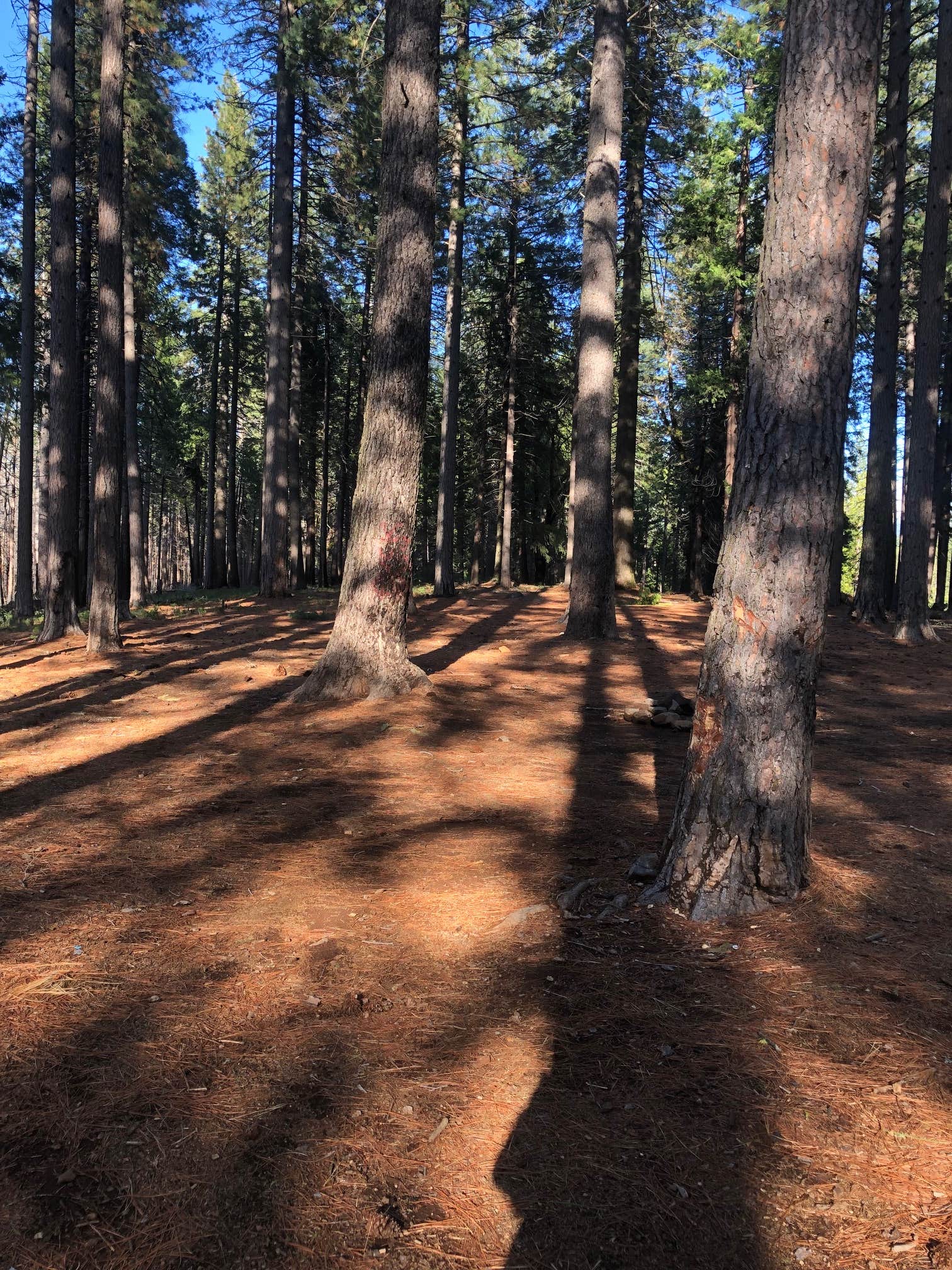 Camper-submitted photo at El Dorado National Forest, off Cal Hwy 88 near Sonora, CA