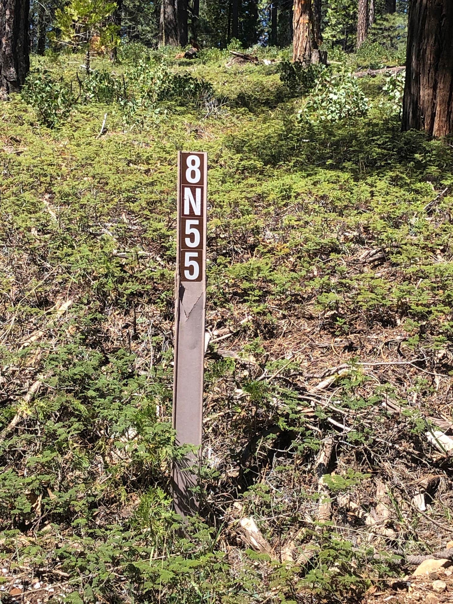 El Dorado National Forest, off Cal Hwy 88