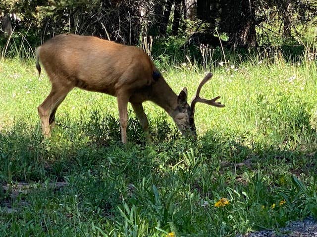 Camper-submitted photo at Darbywoods RV Park near Grand Mesa, Uncompahgre, and Gunnison National Forests