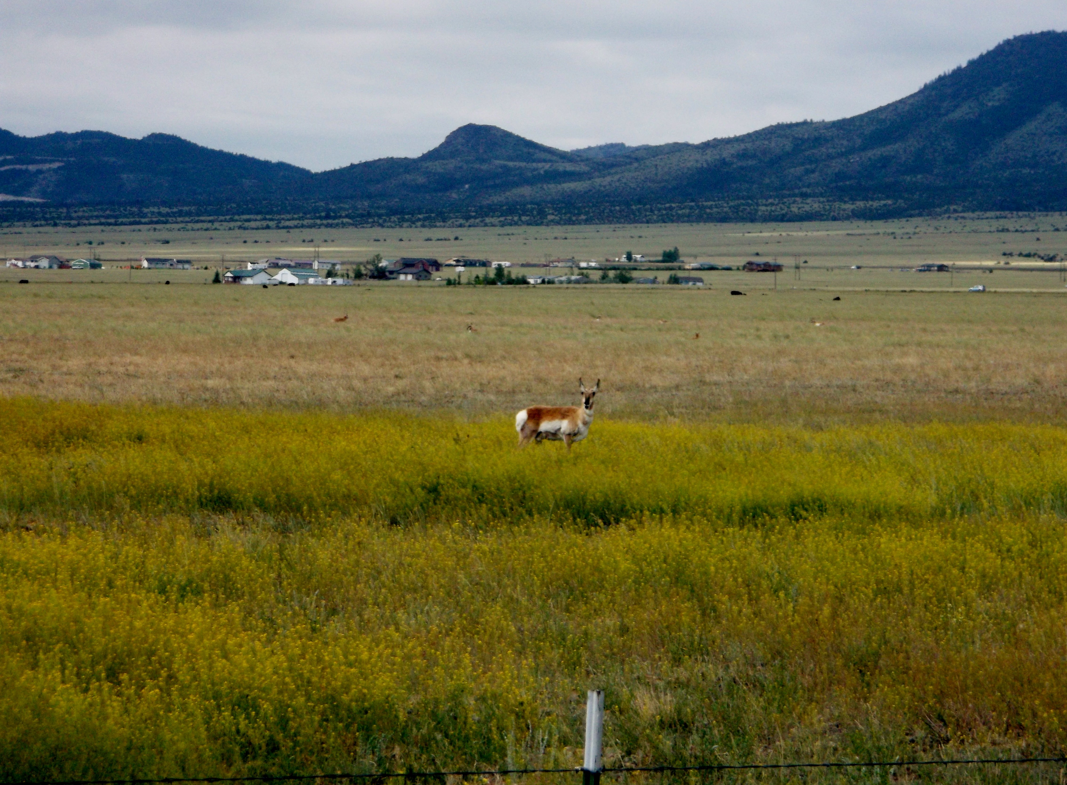 Antelope are frequently seen in this area along with local cattle.  