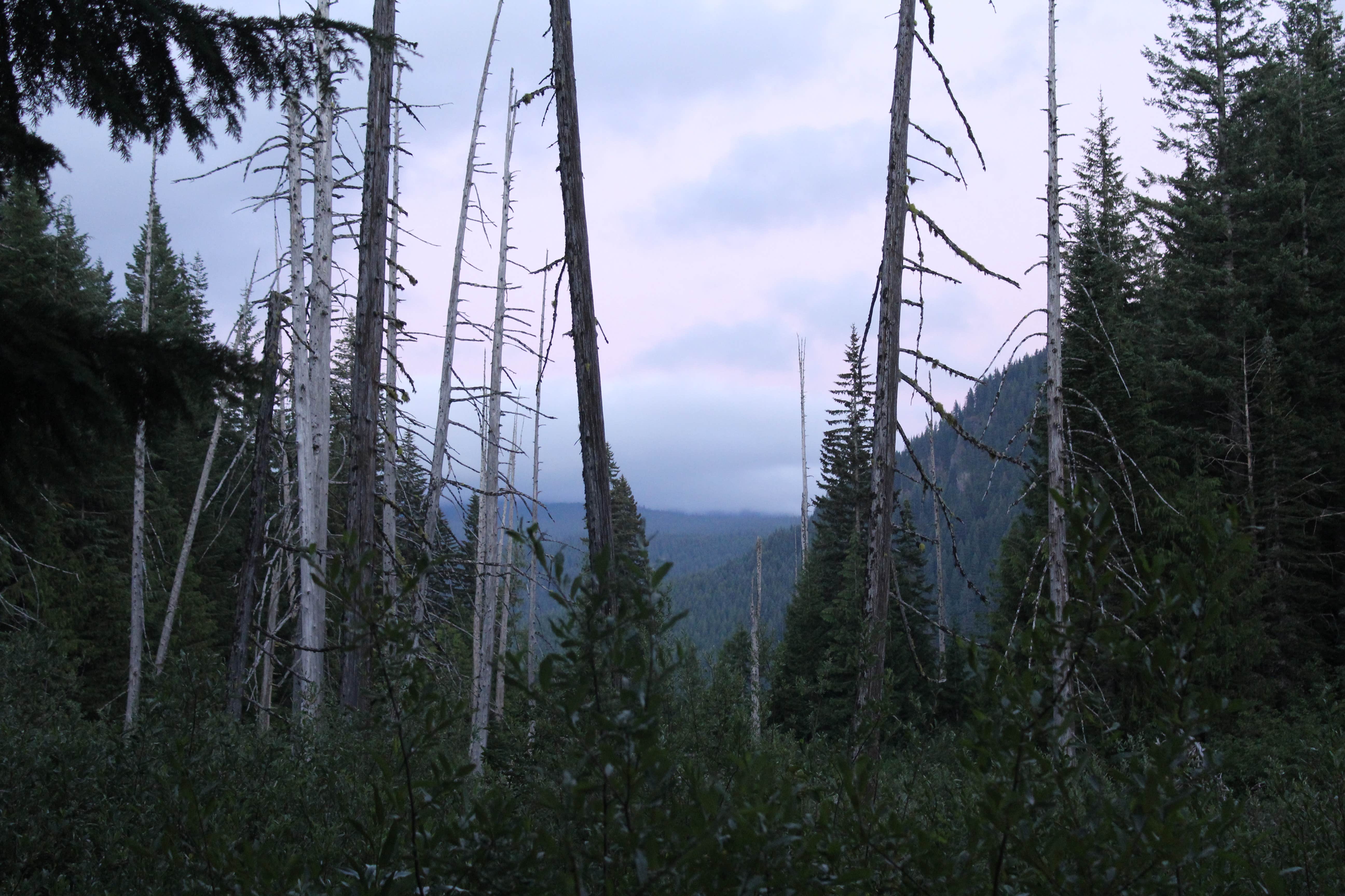 Camper submitted image from Walupt Lake Campground - 2