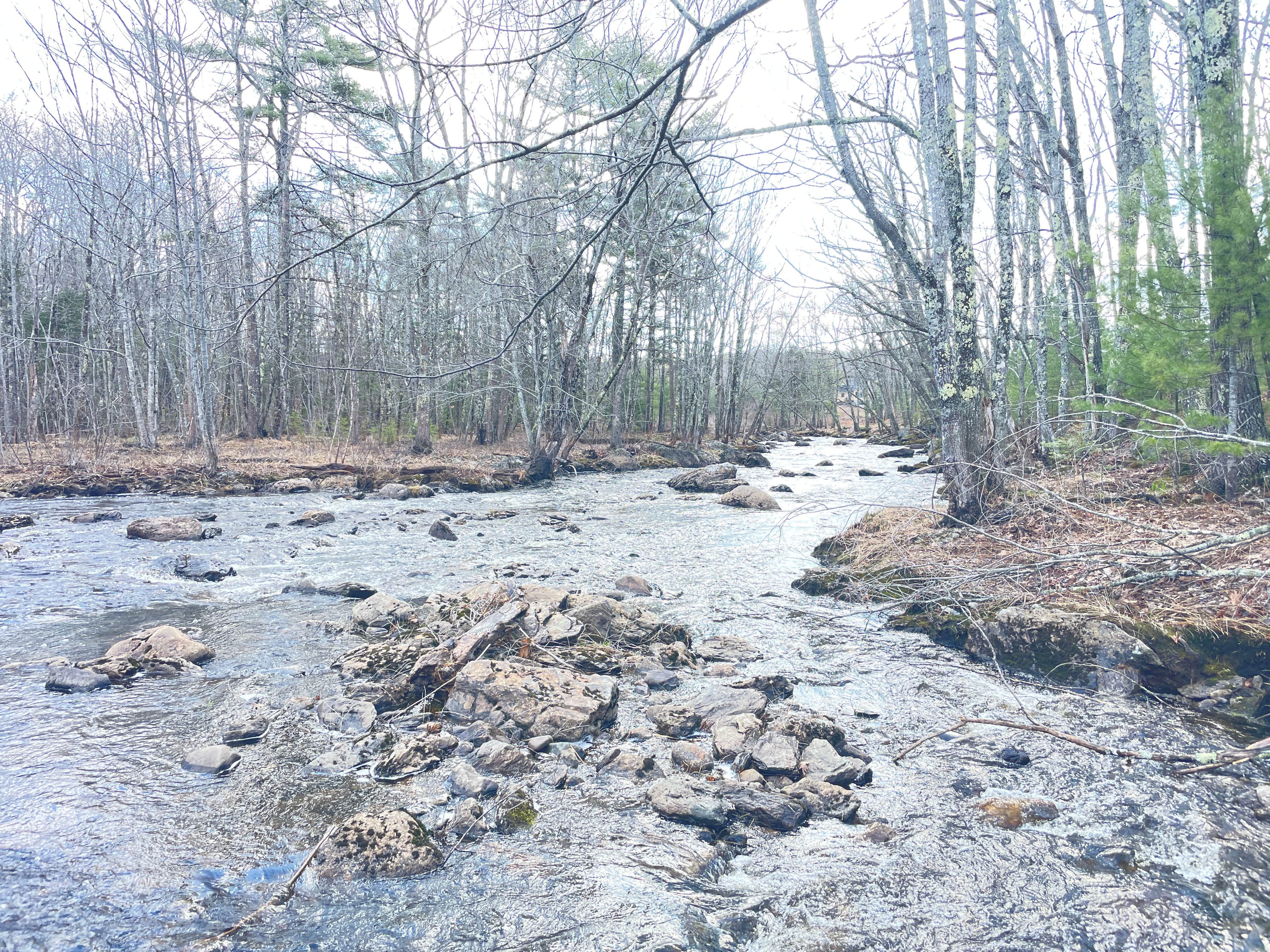 Camping near Forest Camps: Branch Lake Stream Site, Ellsworth, Maine