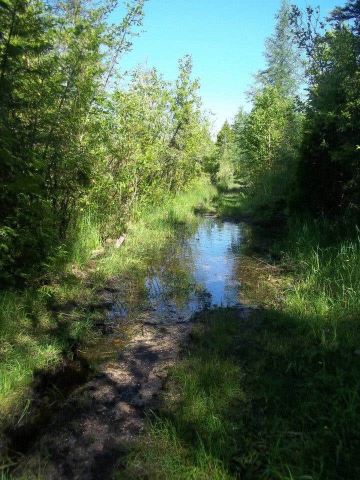 Camper submitted image from Wilderness State Park Camping - 3