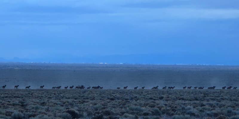 Camper submitted image from Great Sand Dunes Peaceful High Desert Camping