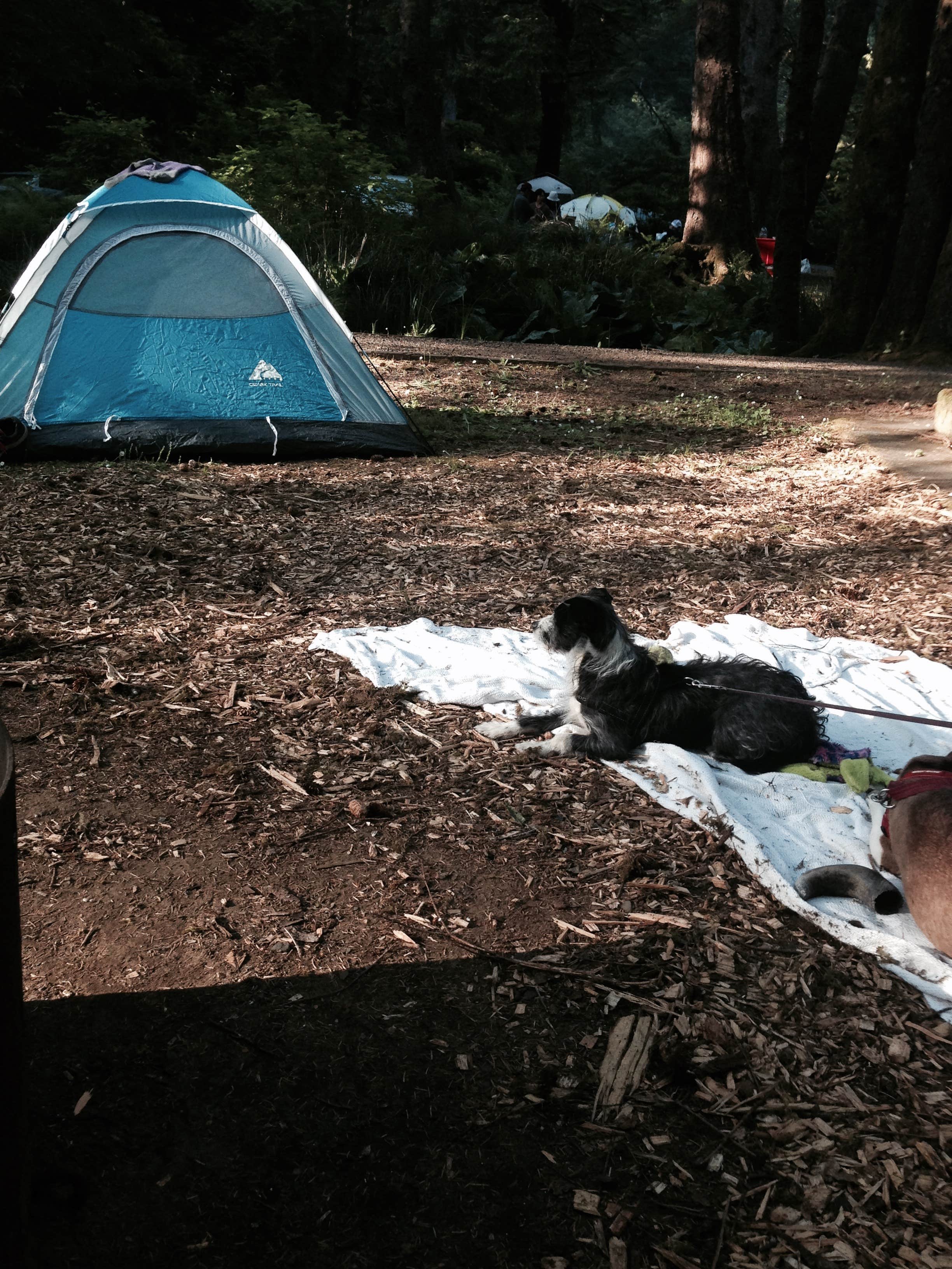 Camper submitted image from Beverly Beach State Park Campground - 4