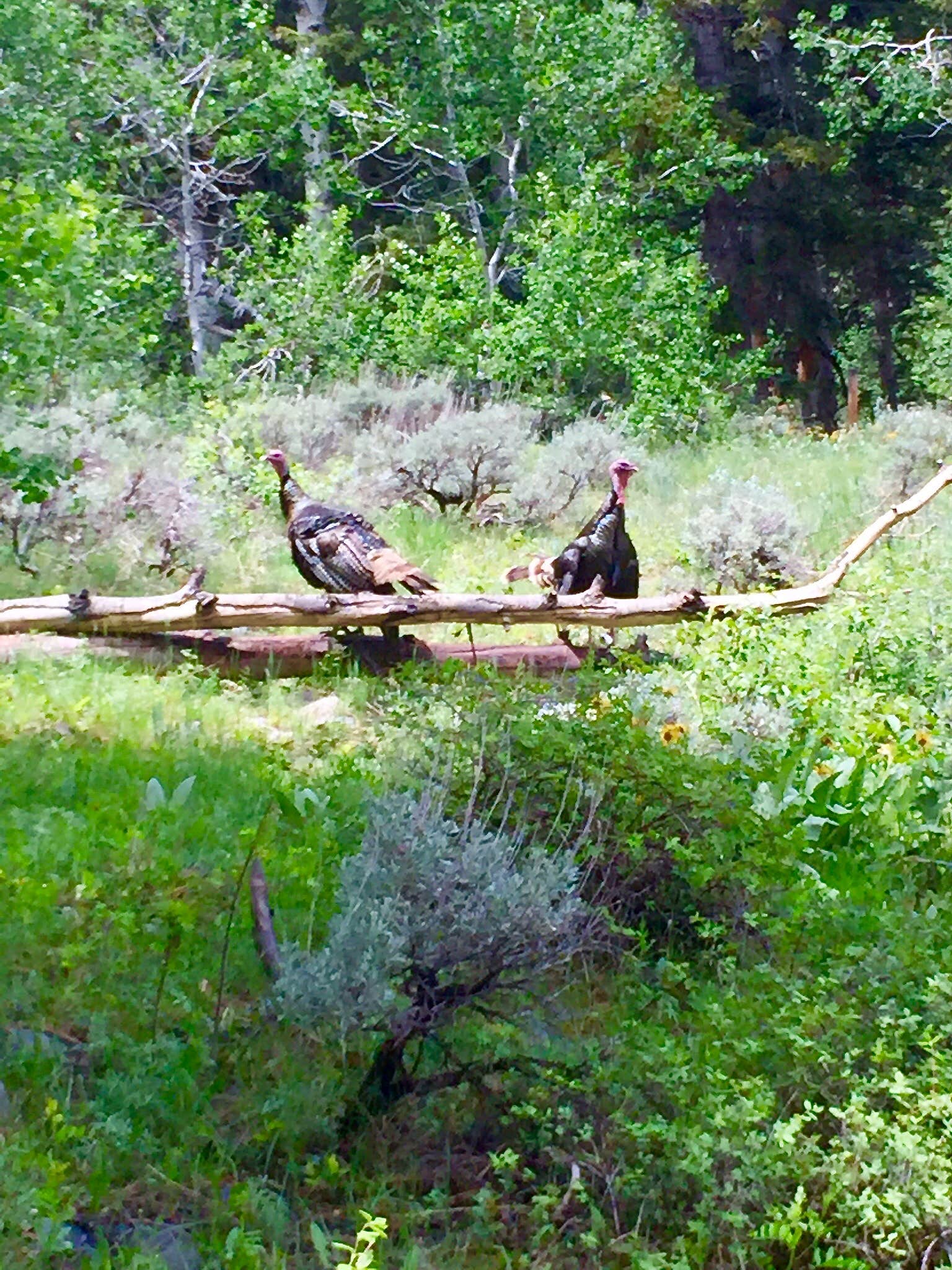 Nature