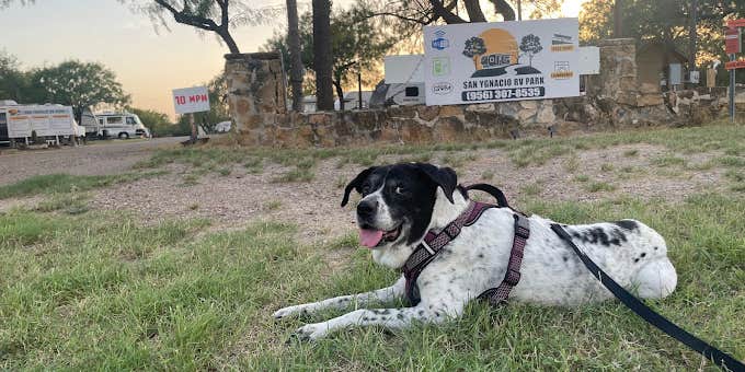 Camper submitted image from San Ygnacio RV Park