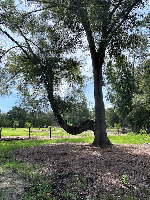 Camping near Cotton Landing: Bent Oak, Vernon, Florida
