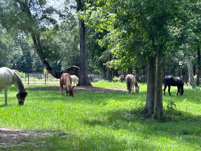 Camping near Falling Waters State Park Campground: Bent Oak, Vernon, Florida