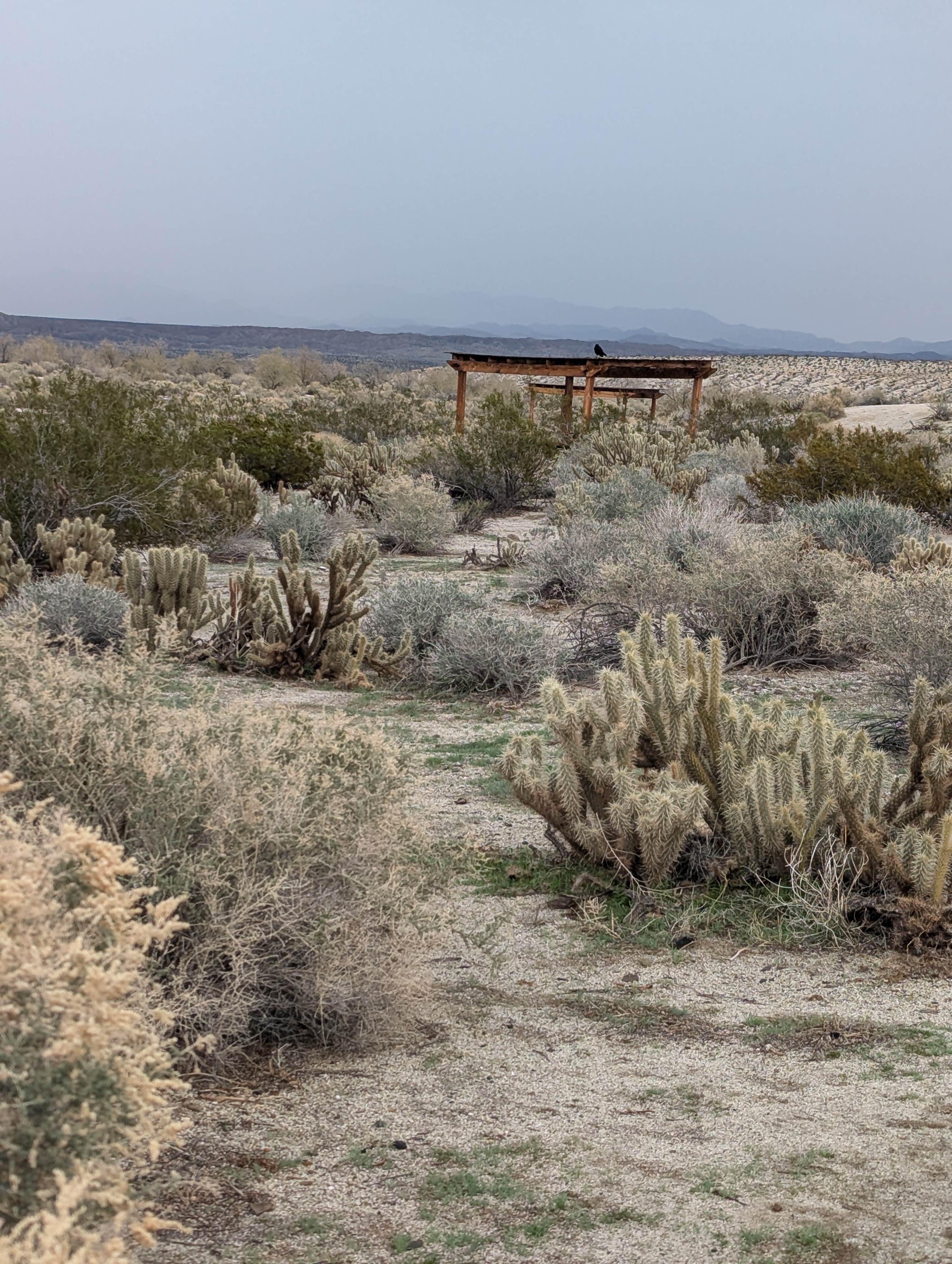 Camper-submitted photo at Bow Willow Primitive Campground — Anza-Borrego Desert State Park near Pine Valley, CA