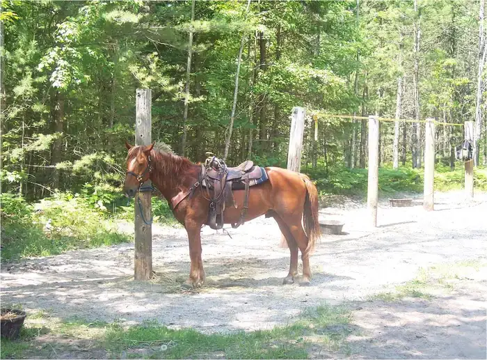 Camper-submitted photo at Swan Lake Campsites — Hiawatha National Forest near Wetmore, MI