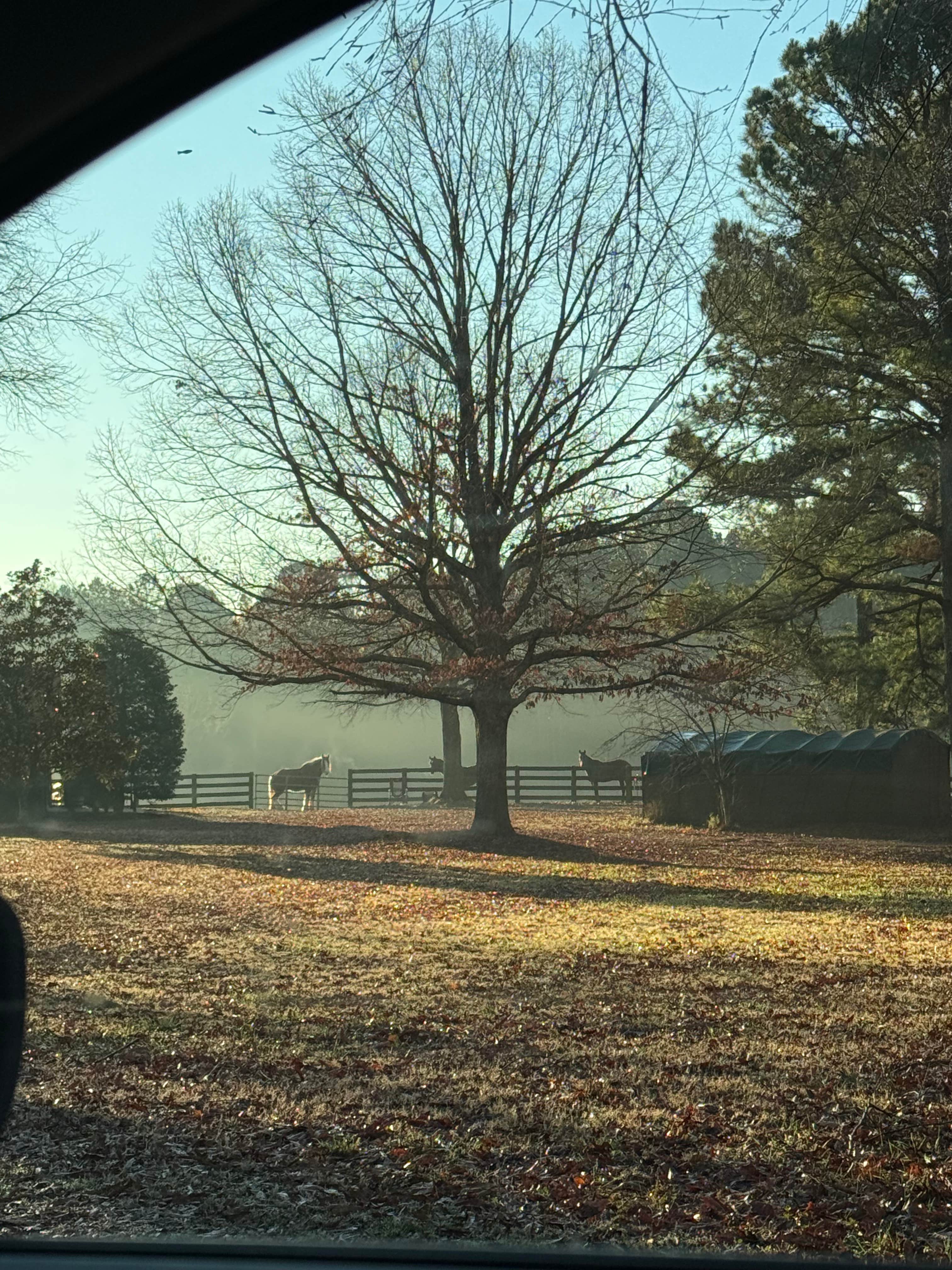 The Pines Horse Farm & Sanctuary