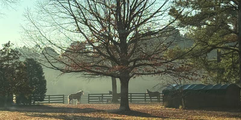 Camper submitted image from The Pines Horse Farm & Sanctuary