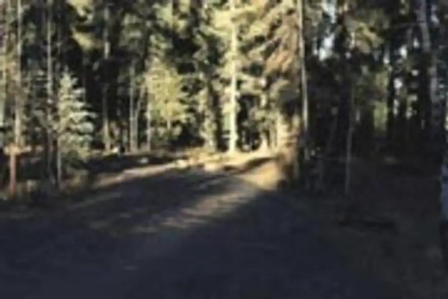 Camper-submitted photo at Rainbow (AZ) near Greer, AZ