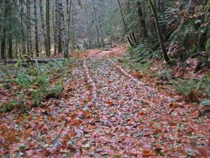 Camping near Soda Springs: Ohanapecosh Group Campground — Mount Rainier National Park, Paradise, Washington
