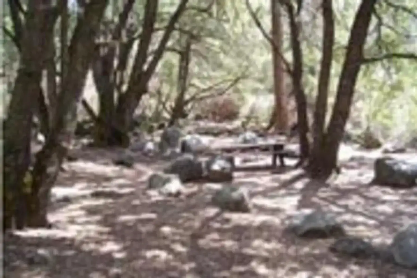Camper-submitted photo at Wishon Campground near Camp Nelson, CA