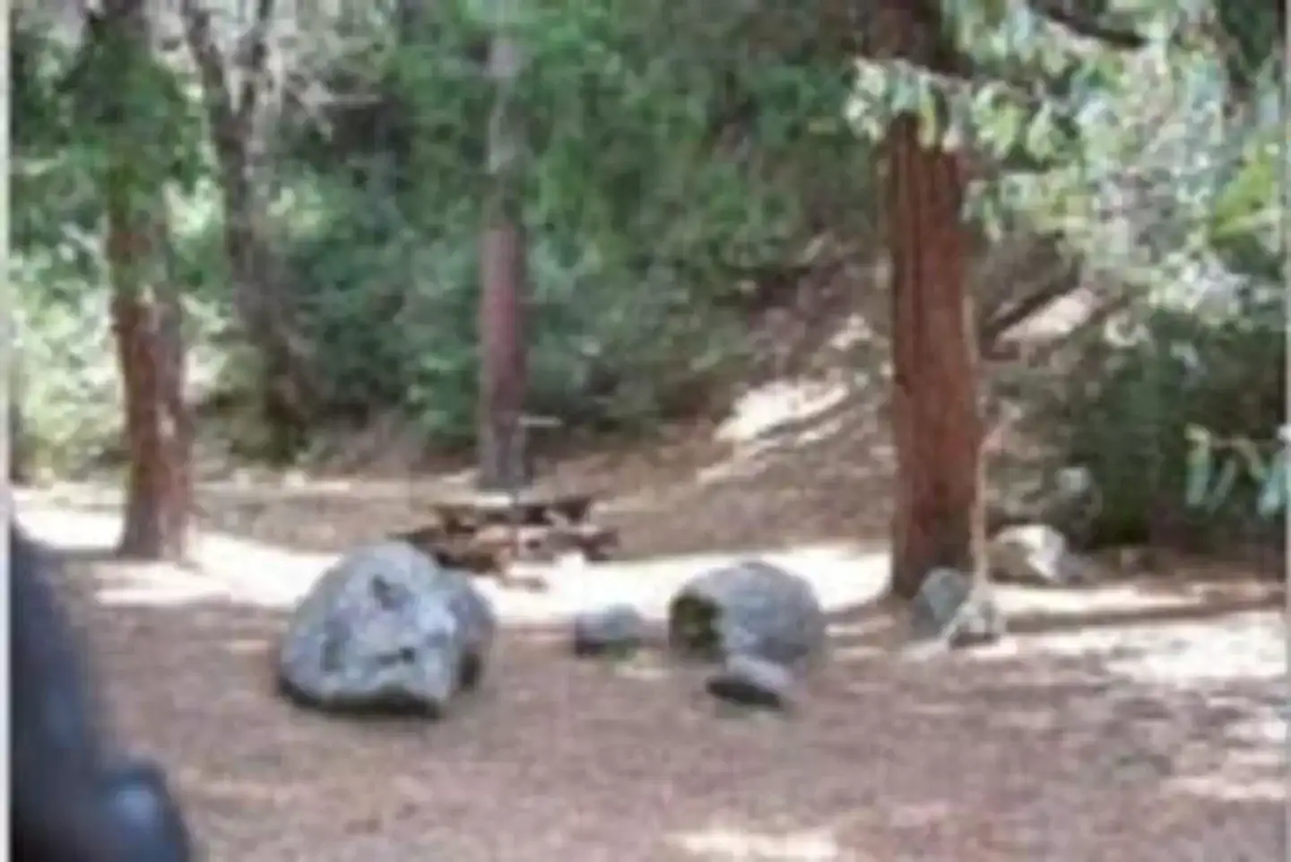 Camper-submitted photo at Wishon Campground near Camp Nelson, CA