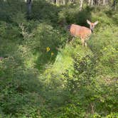 Review photo of Big Meadows Campground — Shenandoah National Park by Tara S., June 7, 2026