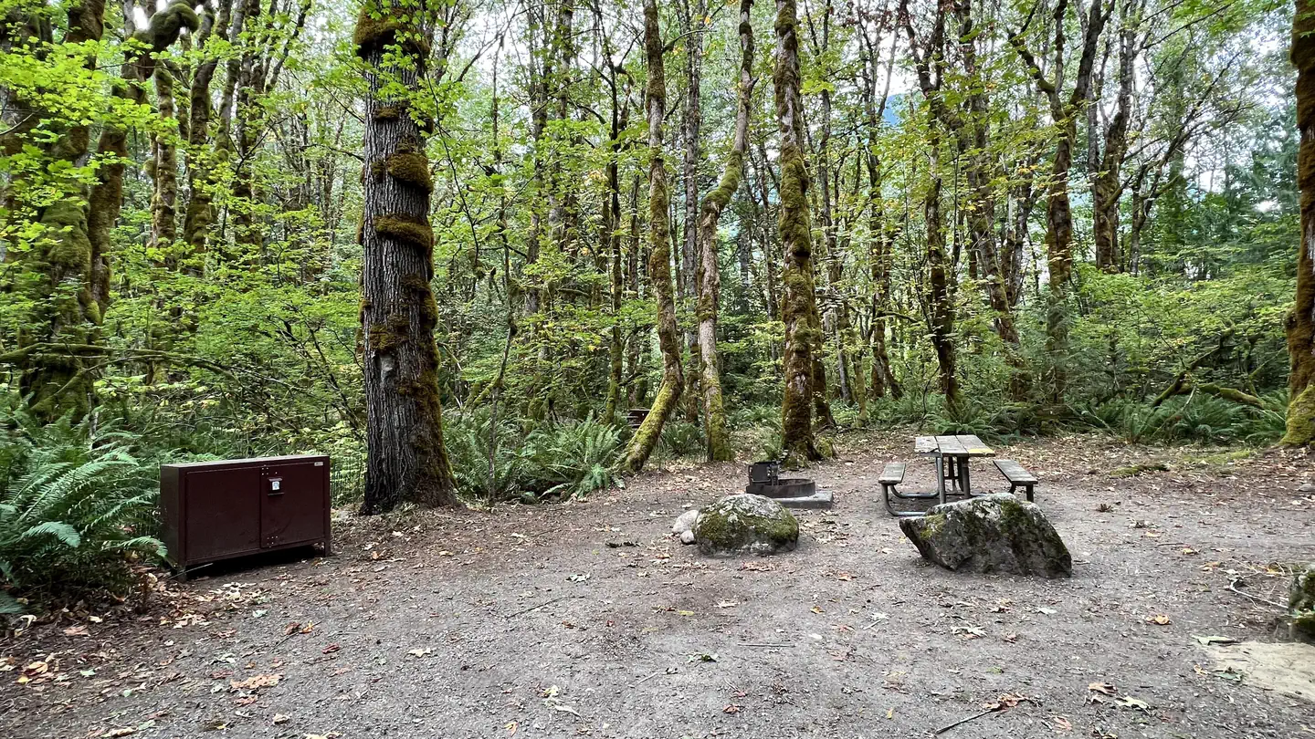 Camping near Goodell Creek Campground — Ross Lake National Recreation Area: Goodell Creek Campground — North Cascades National Park, Marblemount, Washington