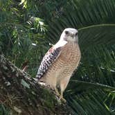 Review photo of Cayo Costa State Park Campground by Dave V., September 30, 2016
