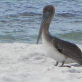 Review photo of Cayo Costa State Park Campground by Dave V., September 30, 2016