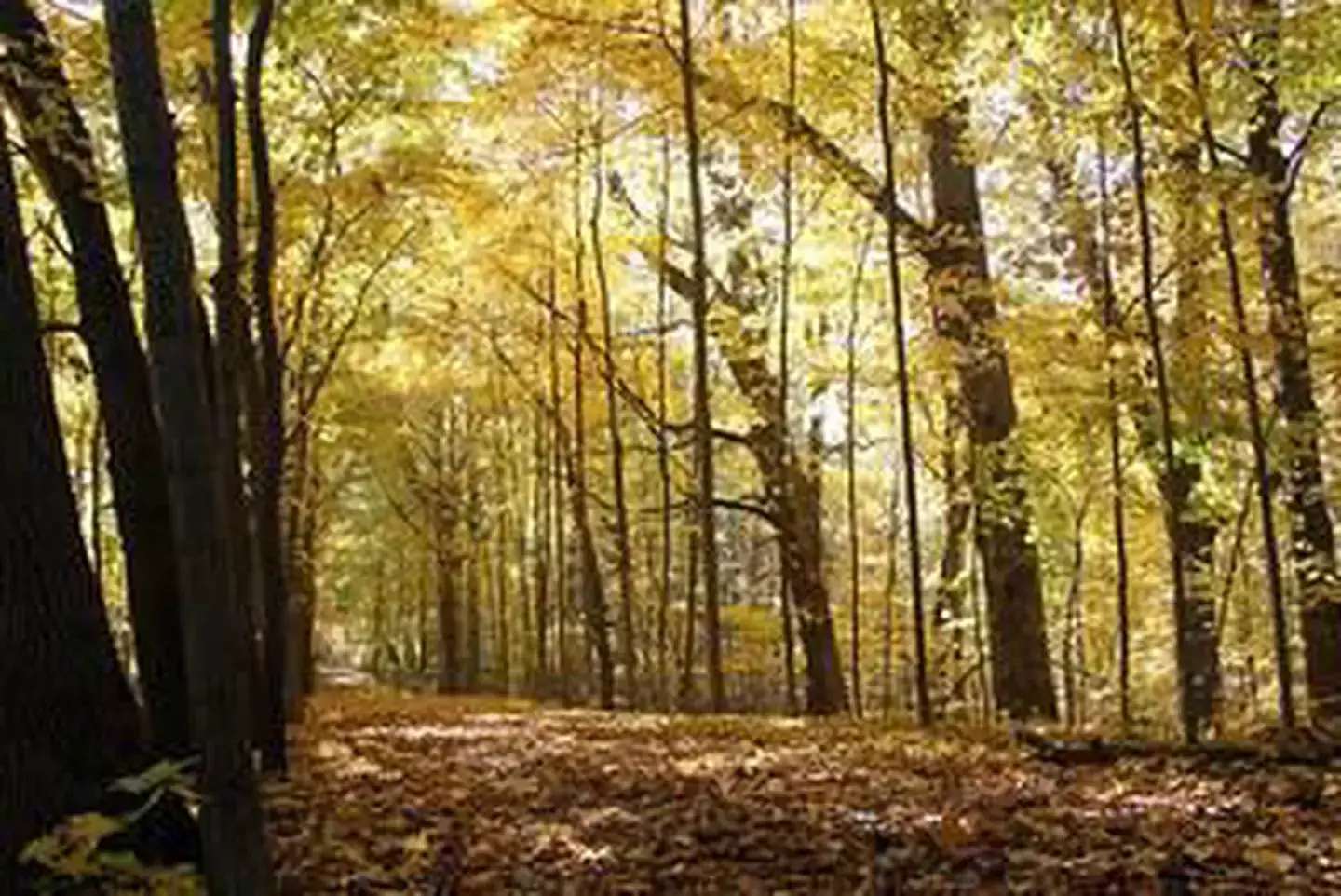 Dunewood Campground — Indiana Dunes National Park